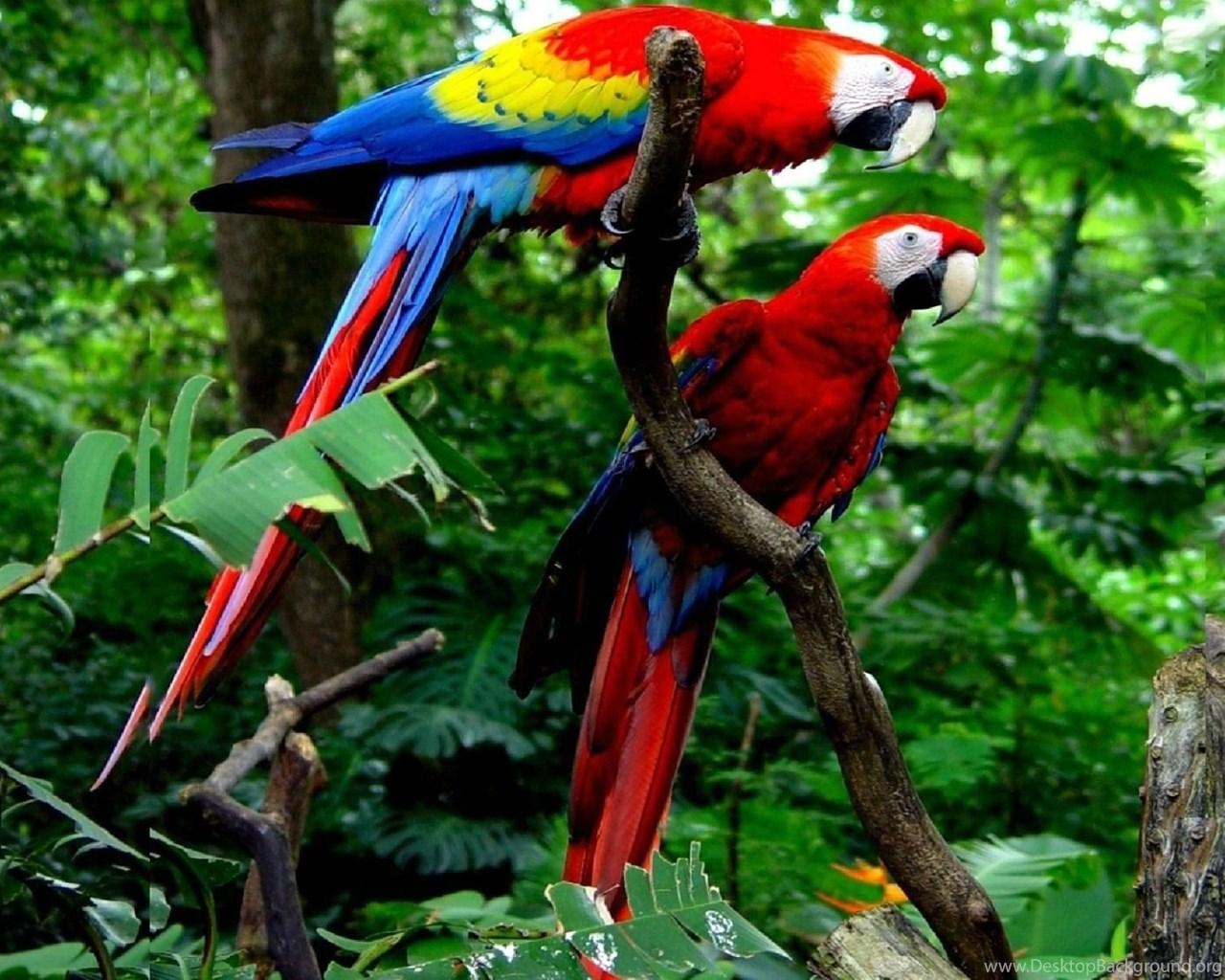 かわいいマコウインコ, デスクトップ, HD壁紙, 背景