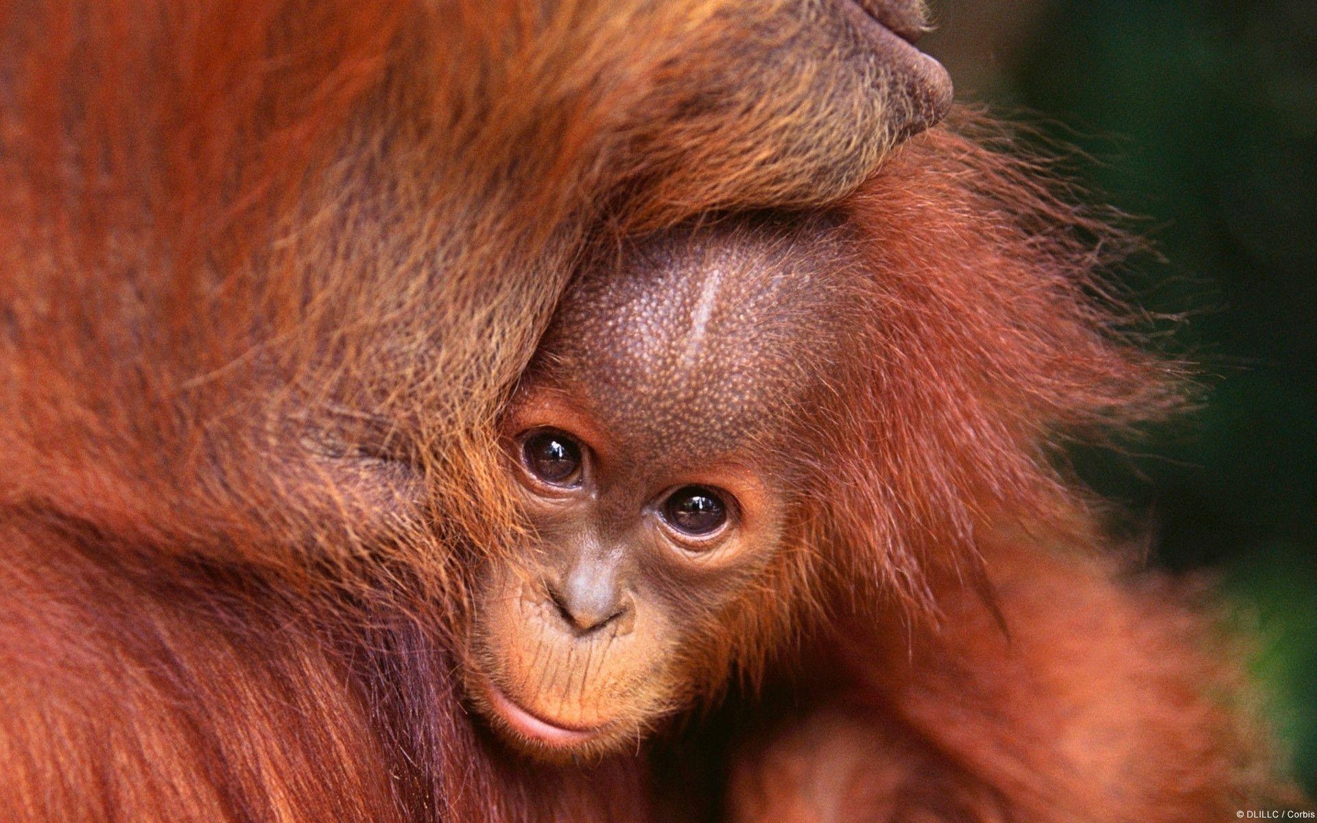 オランウータン, 壁紙, 野生の美, 動物画像