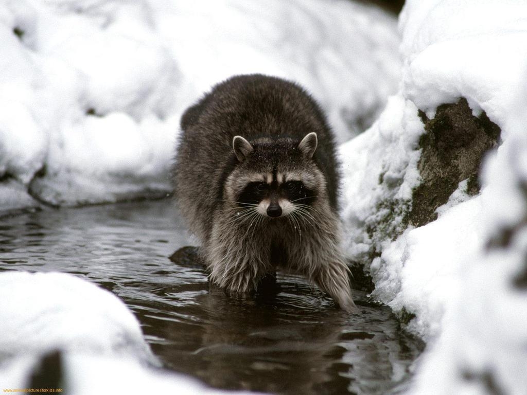 アライグマ壁紙, かわいい, 大人しい, 動物