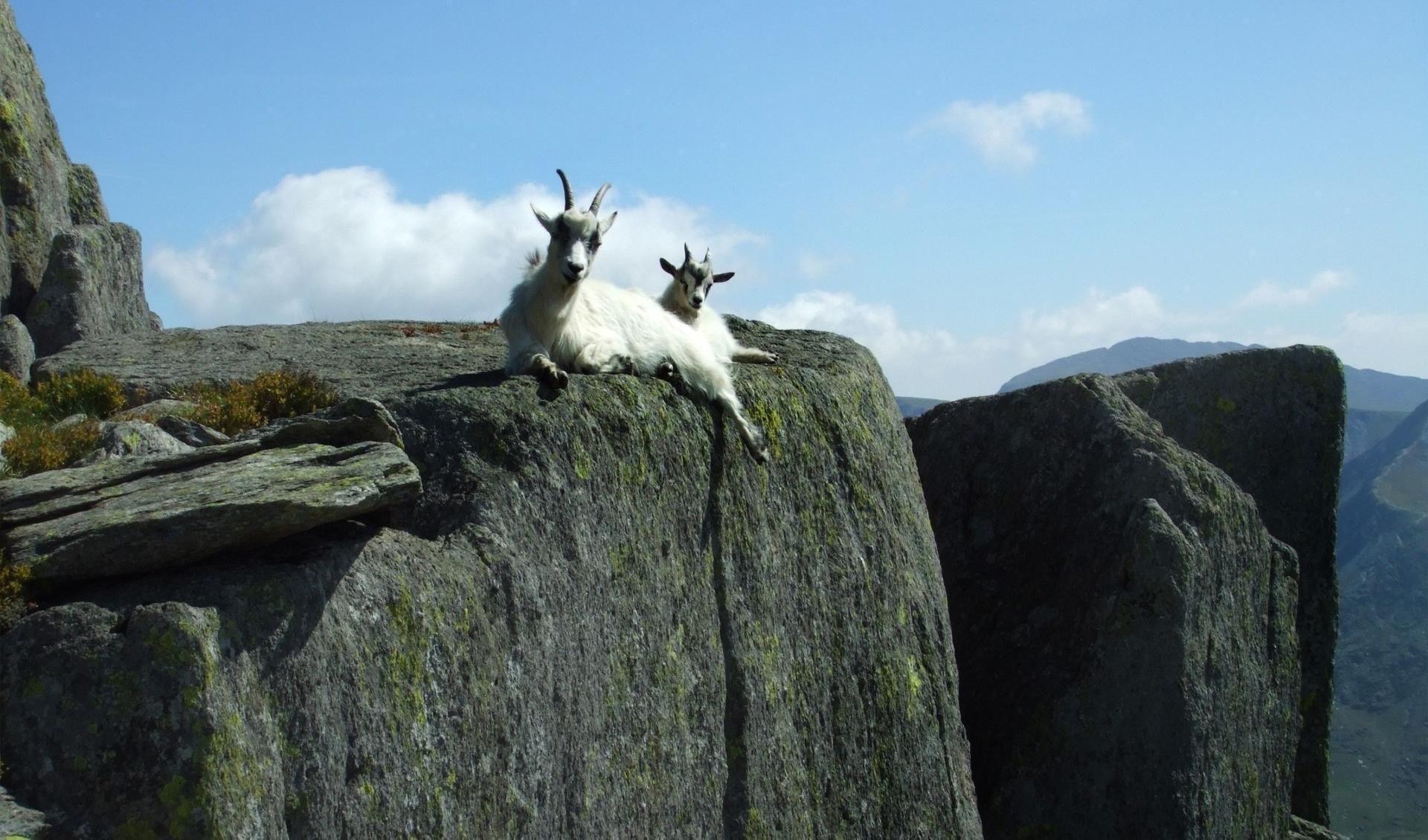 山ヤギ壁紙, HDダウンロード, 動物, 美しい背景