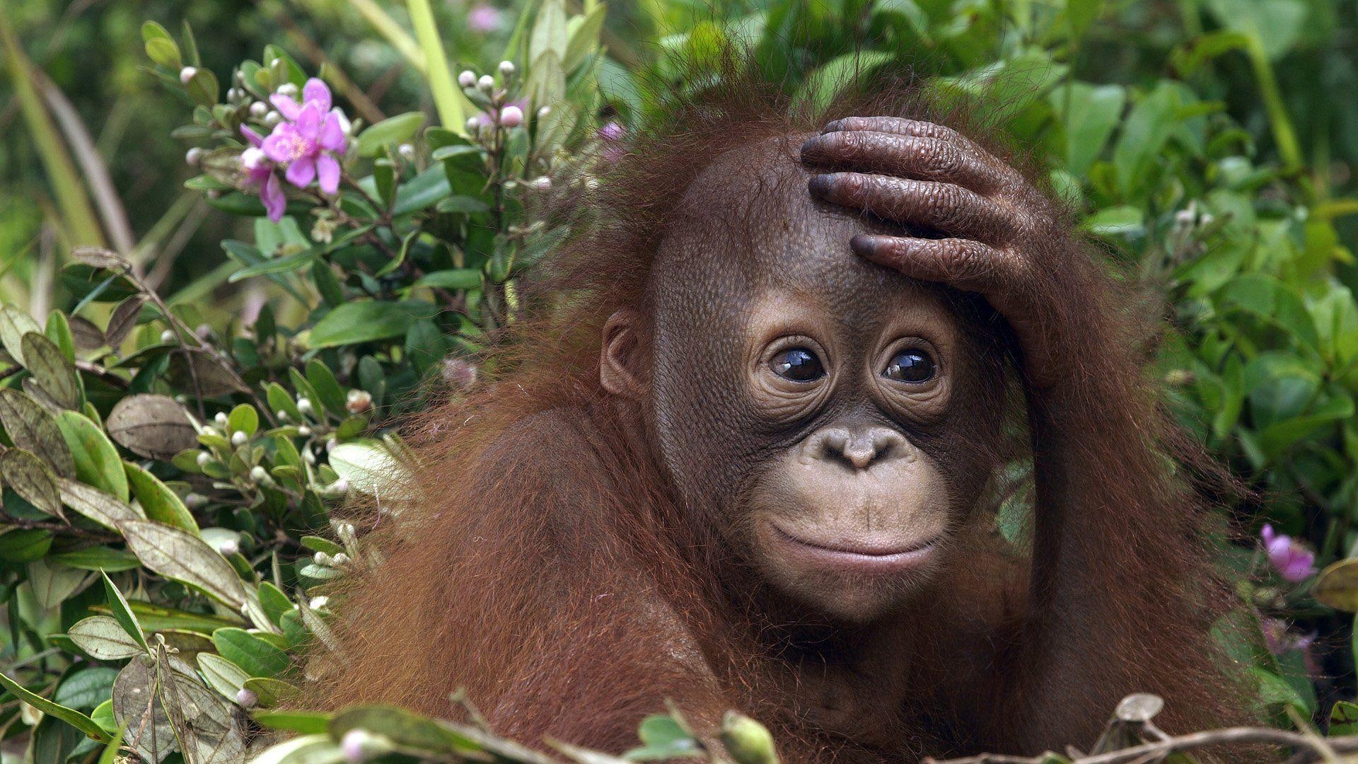 オランウータン, HD壁紙, 動物背景, 高画質画像