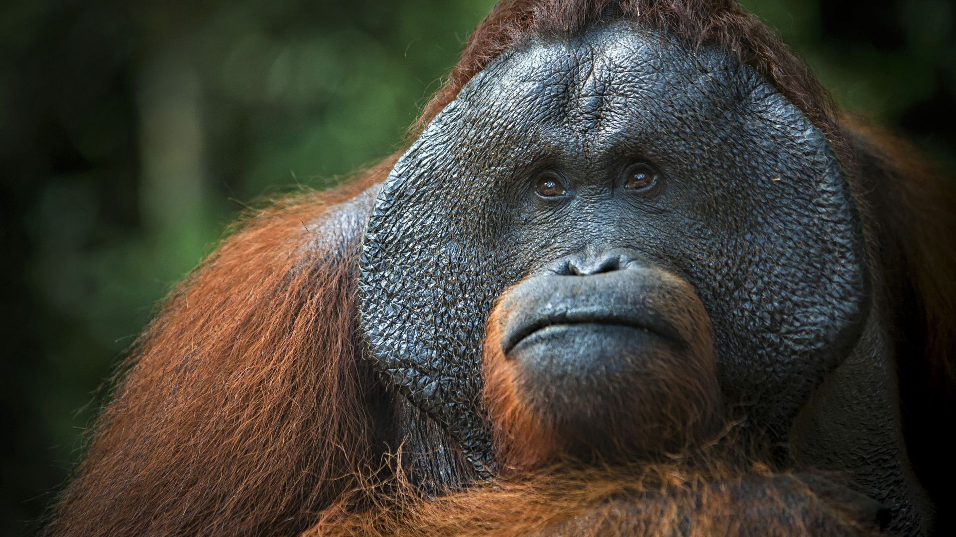 オランウータン, 茶色, 4K背景, 動物壁紙