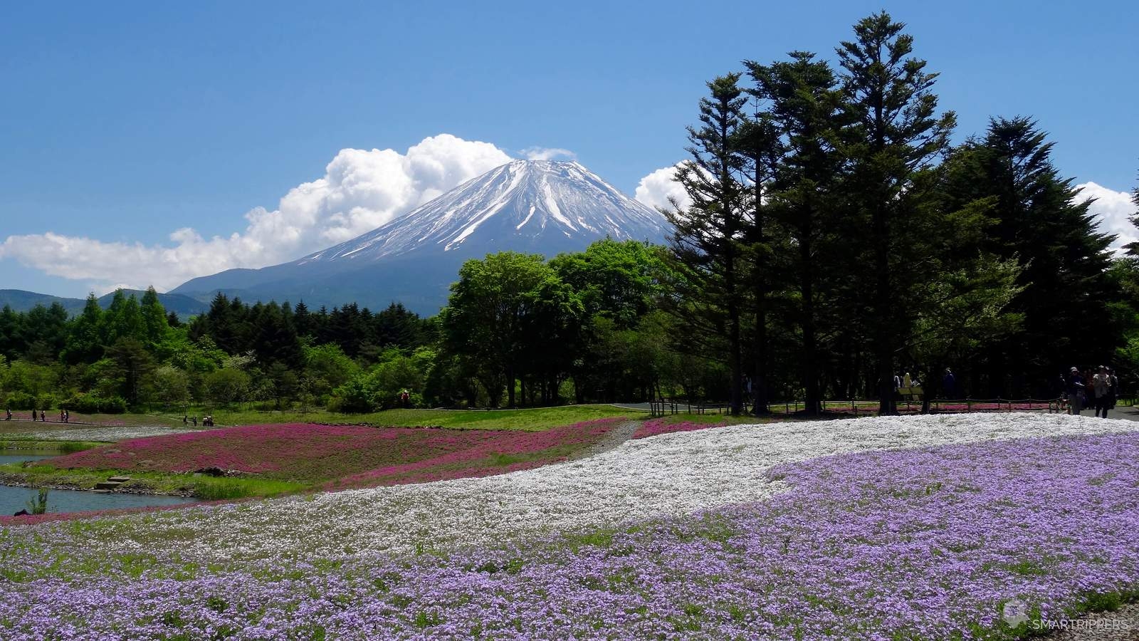 富士芝桜まつり, 花の足元, 富士芝桜, 日本フェスティバル