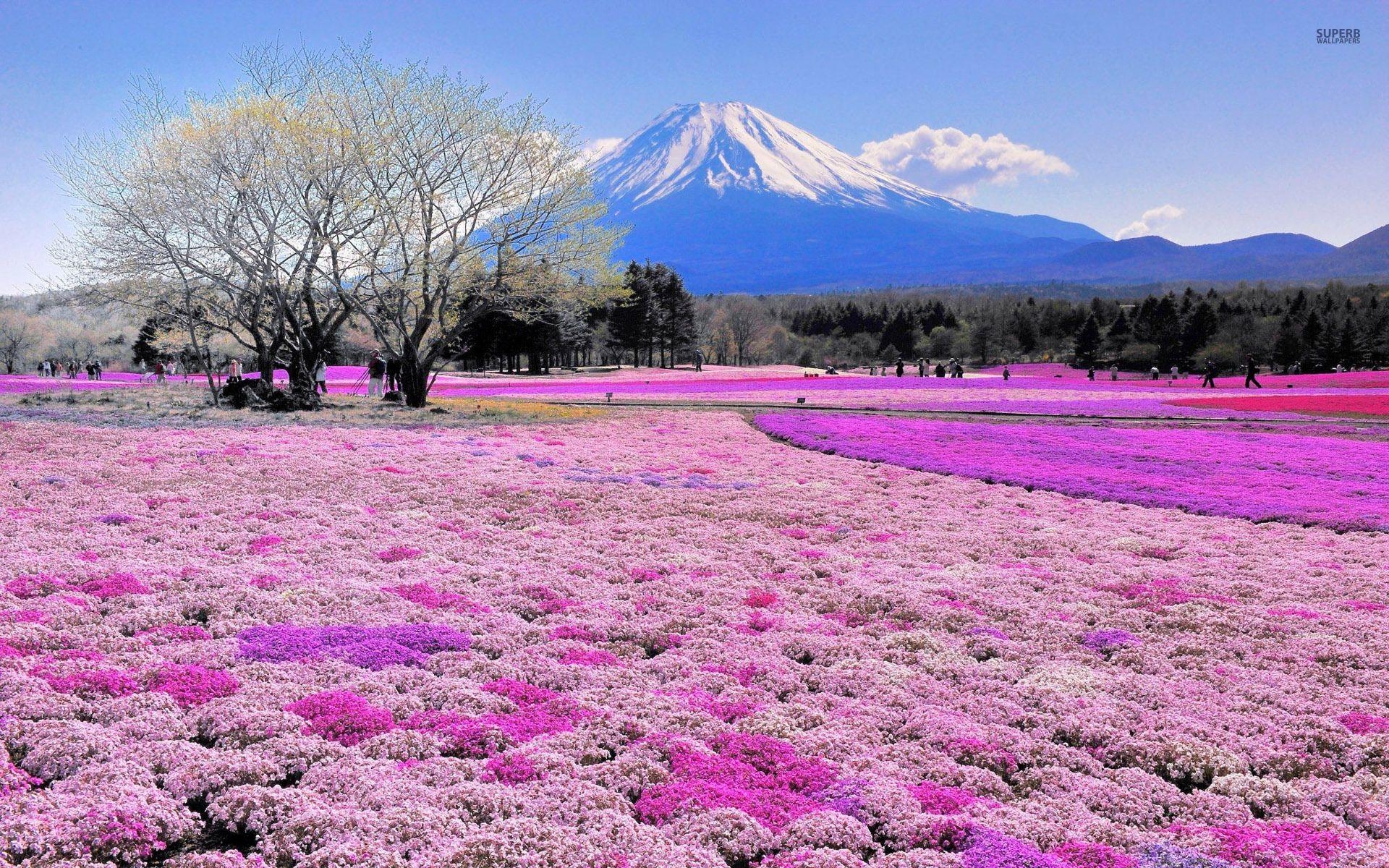 ピンクの花畑、富士山、壁紙、自然