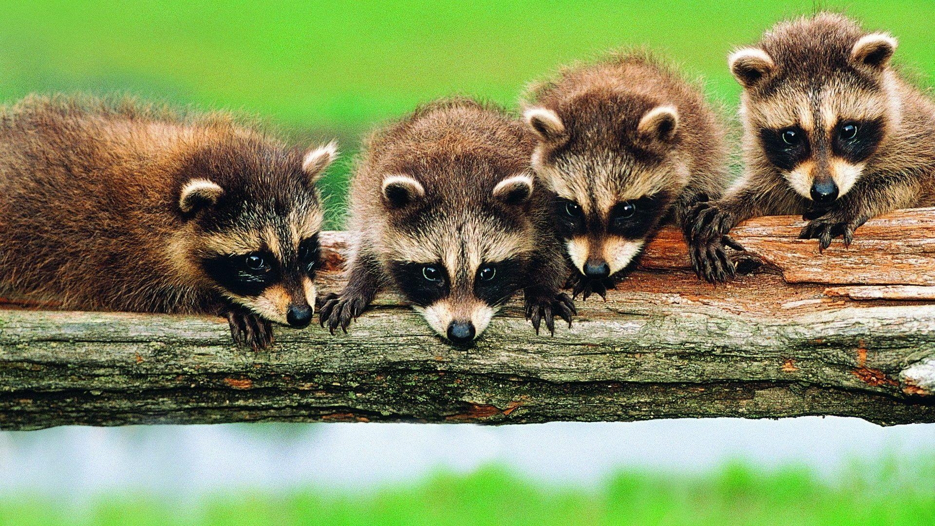 アライグマ, 草, 動物壁紙, 写真