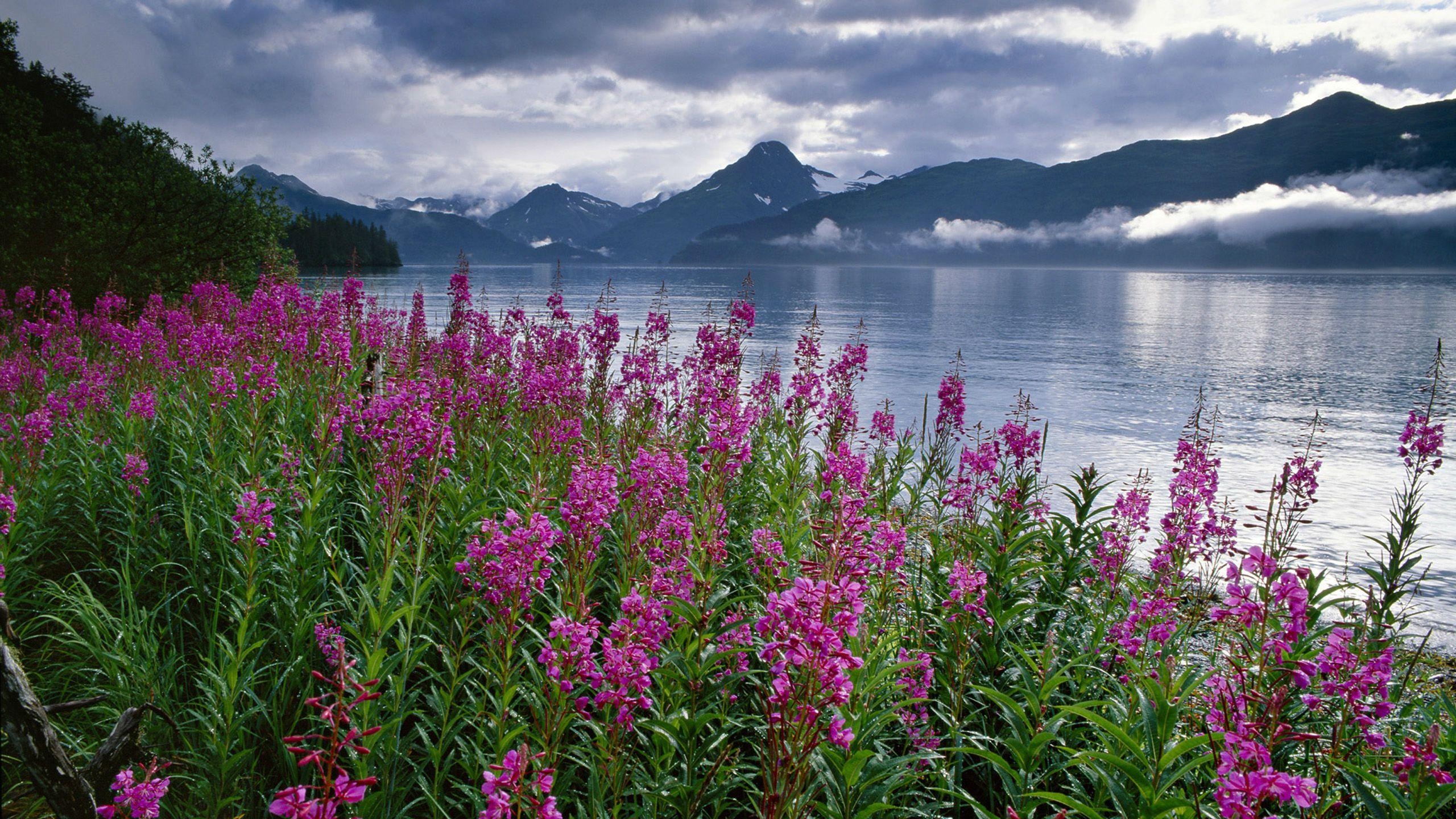 ピンクの花, 湖, 霧, 雪山