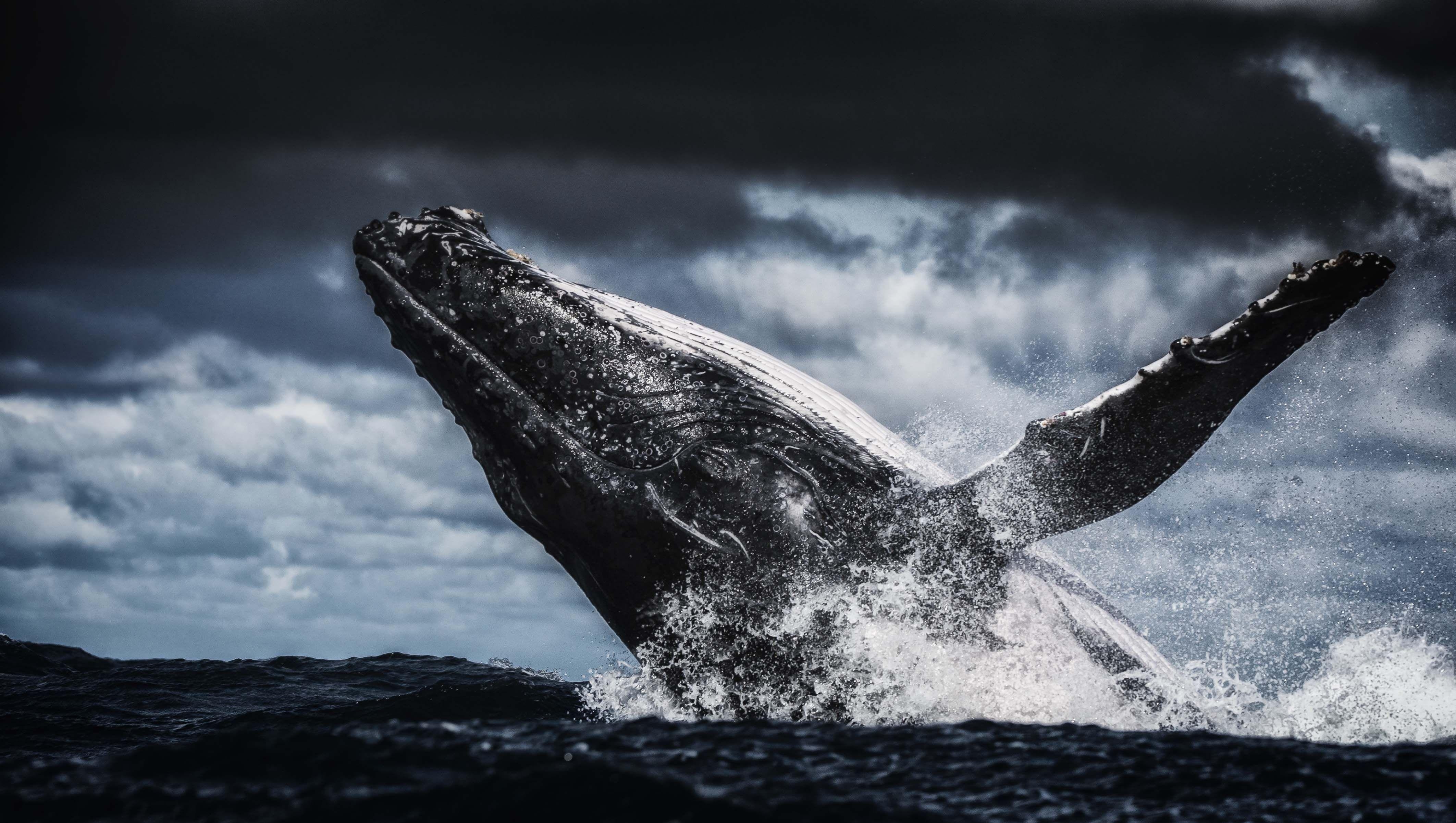 ザトウクジラ, 4KウルトラHD, 背景画像, 動物壁紙