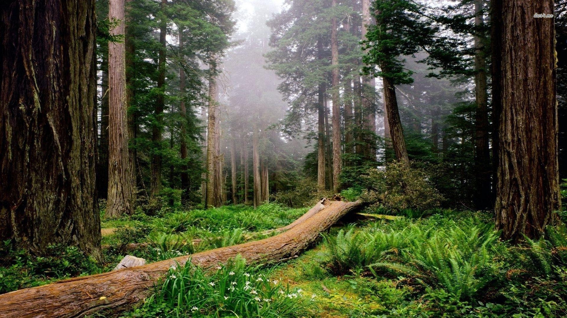 レッドウッド, 背景, 壁紙, 自然美