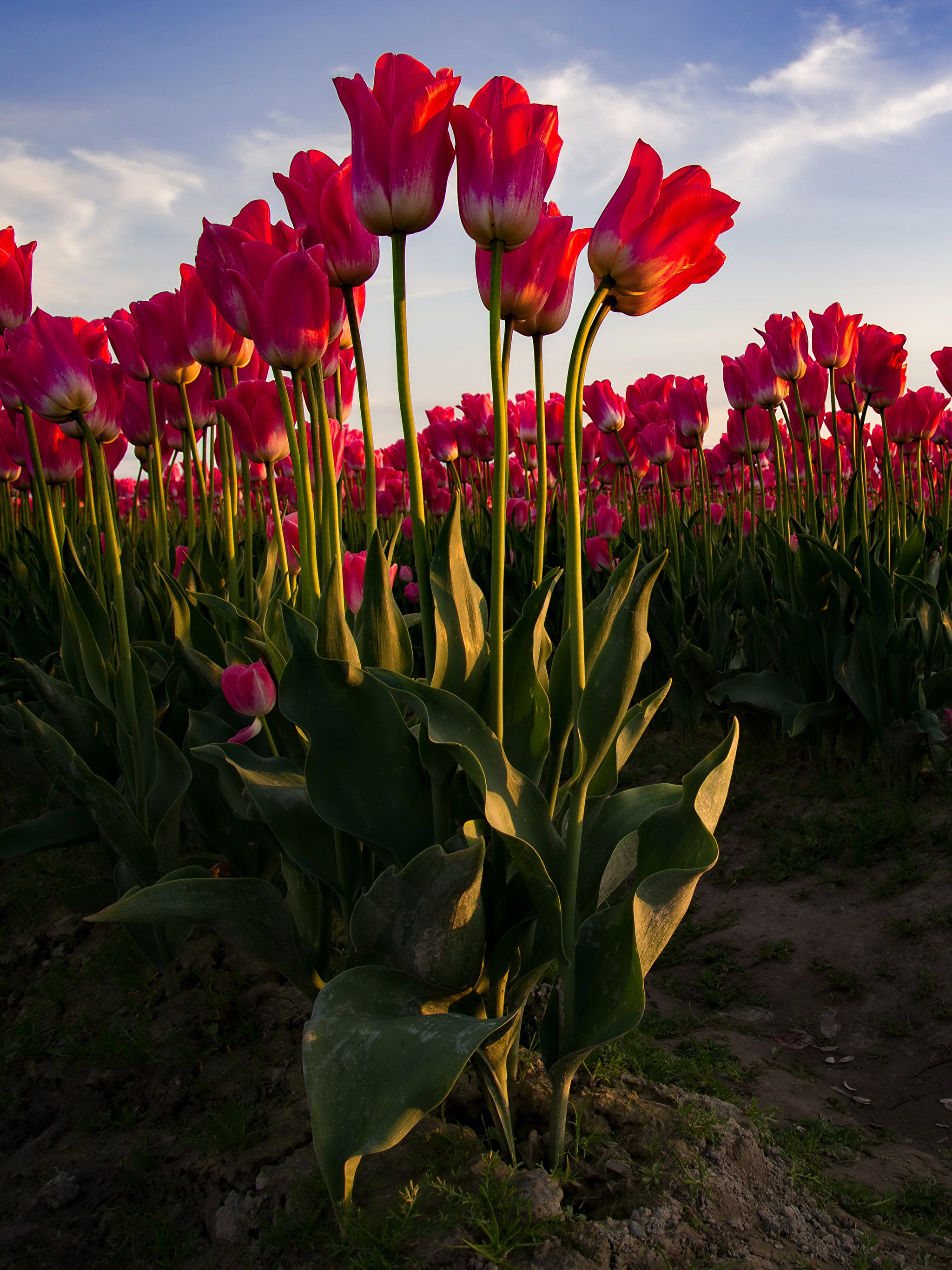 赤いチューリップ, 花, たくさんの花, 2048x2732, 壁紙