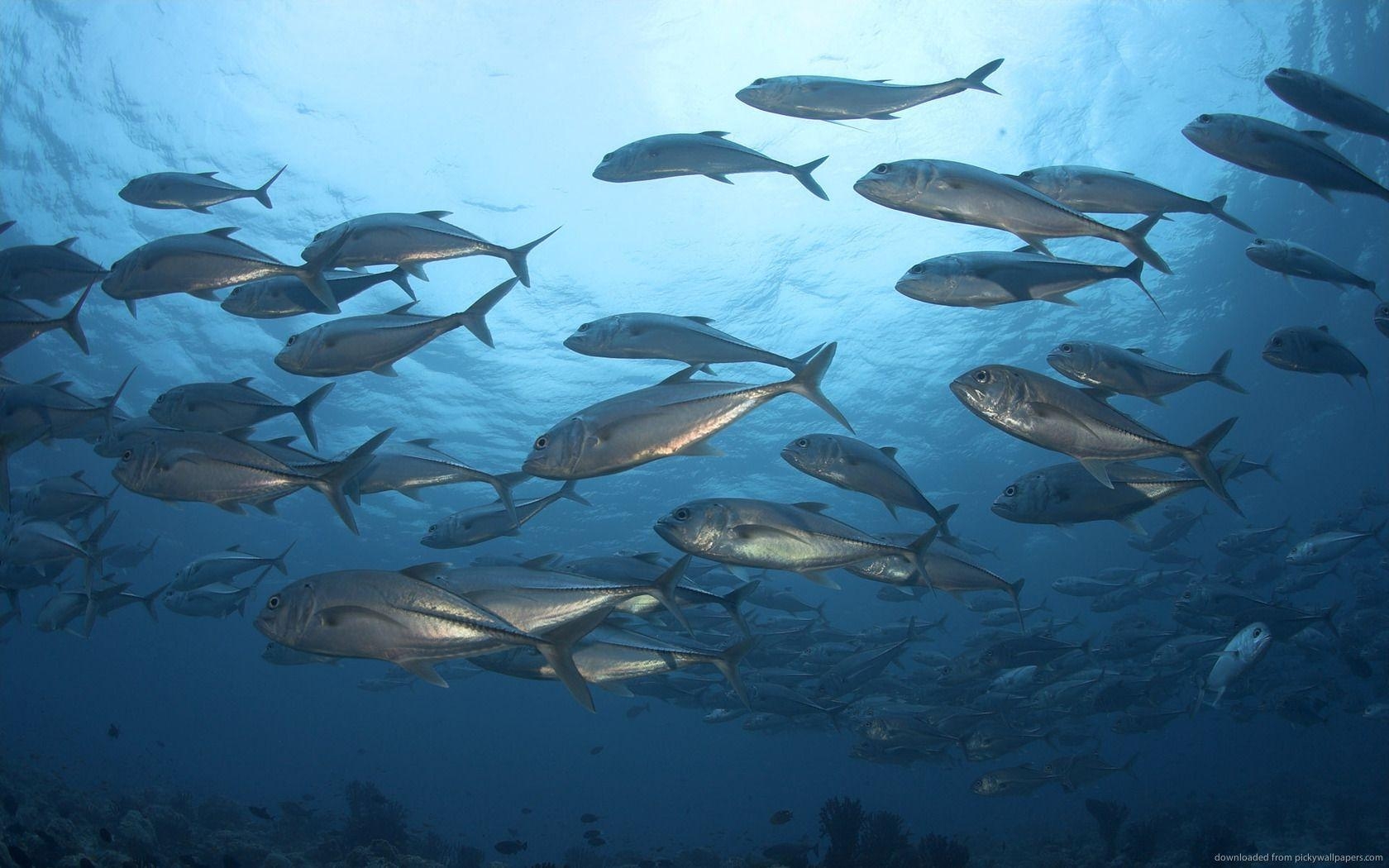 キハダマグロ, デスクトップ, 壁紙, 魚