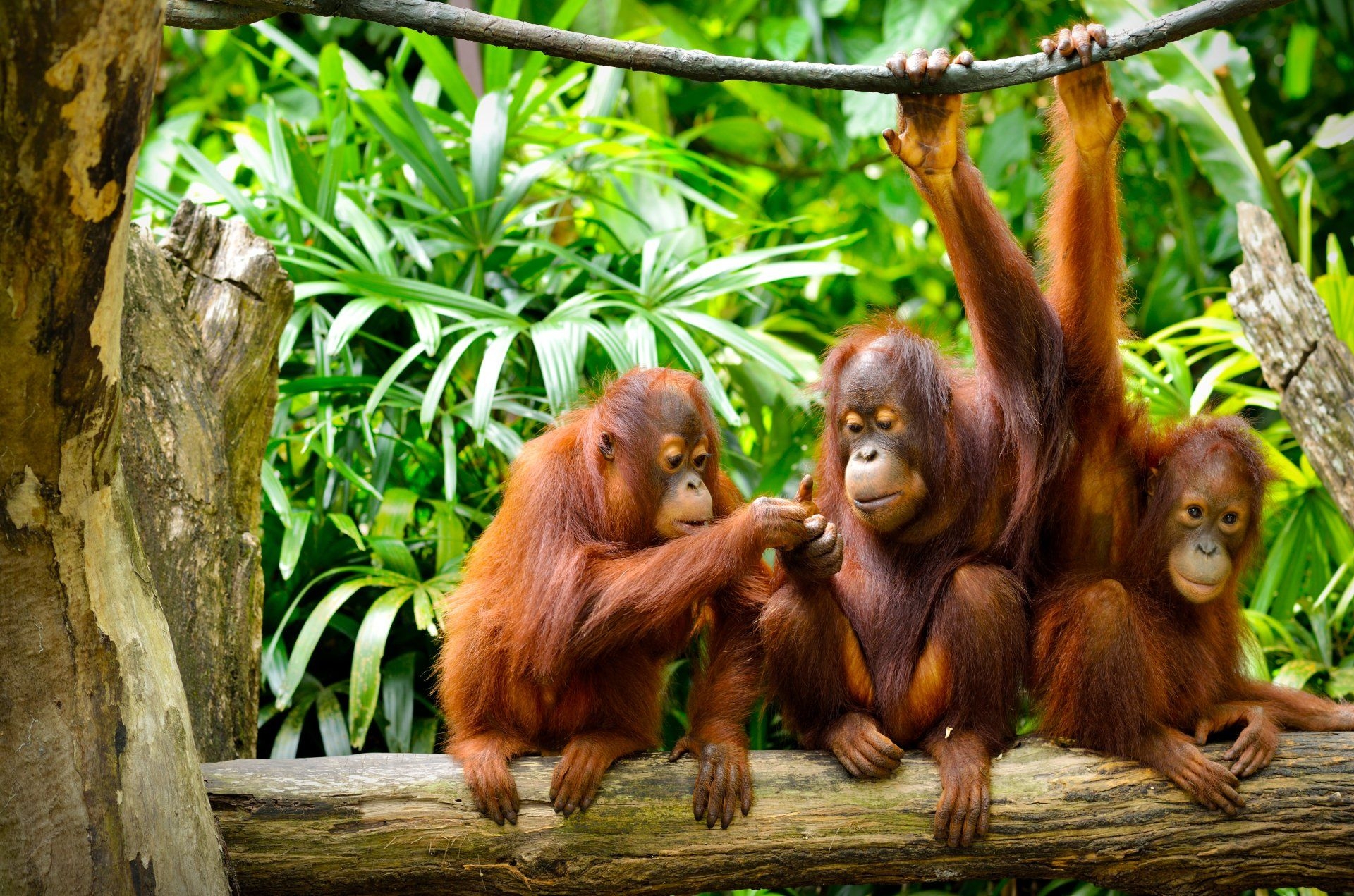 オランウータン, 4K Ultra HD, 高画質壁紙, 動物背景