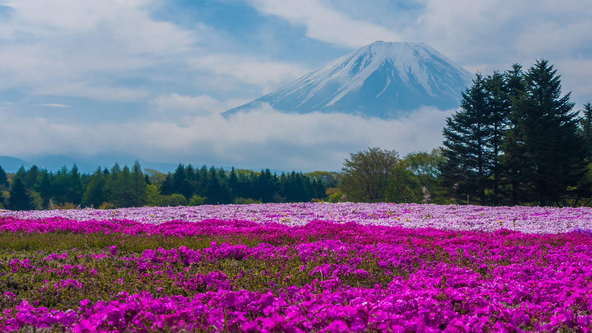 富士芝桜まつり, ピンクモス, 富士山, HD自然画像