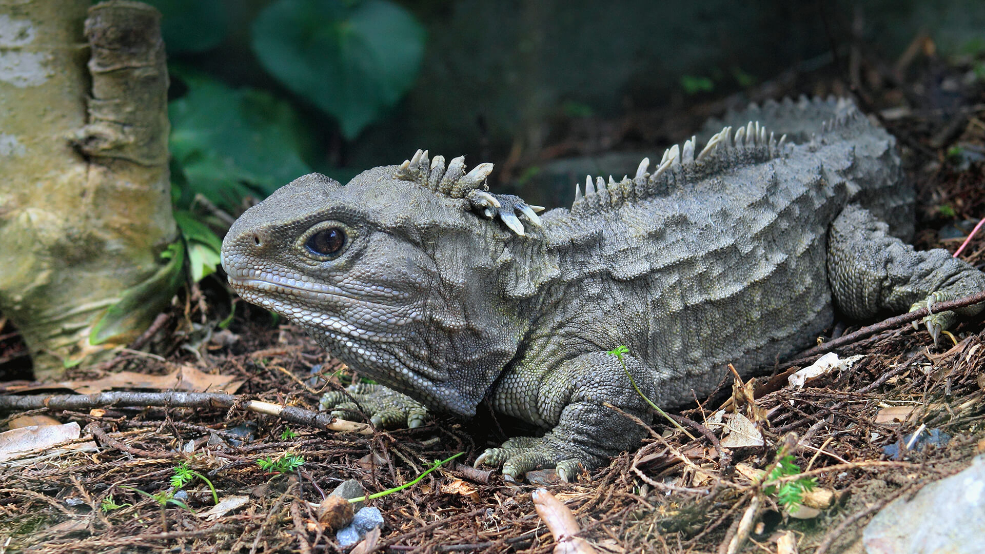 トゥアタラ, サンディエゴ 動物園, 植物