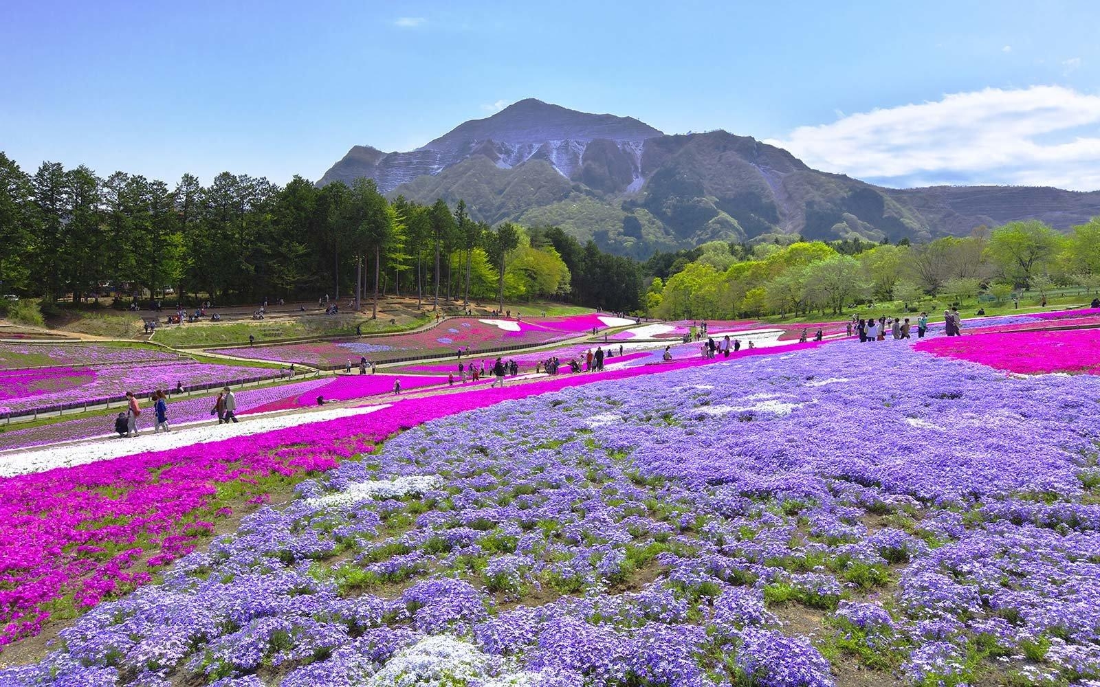 富士芝桜まつり, 現実的に見えない, 日本の花祭り, 旅行