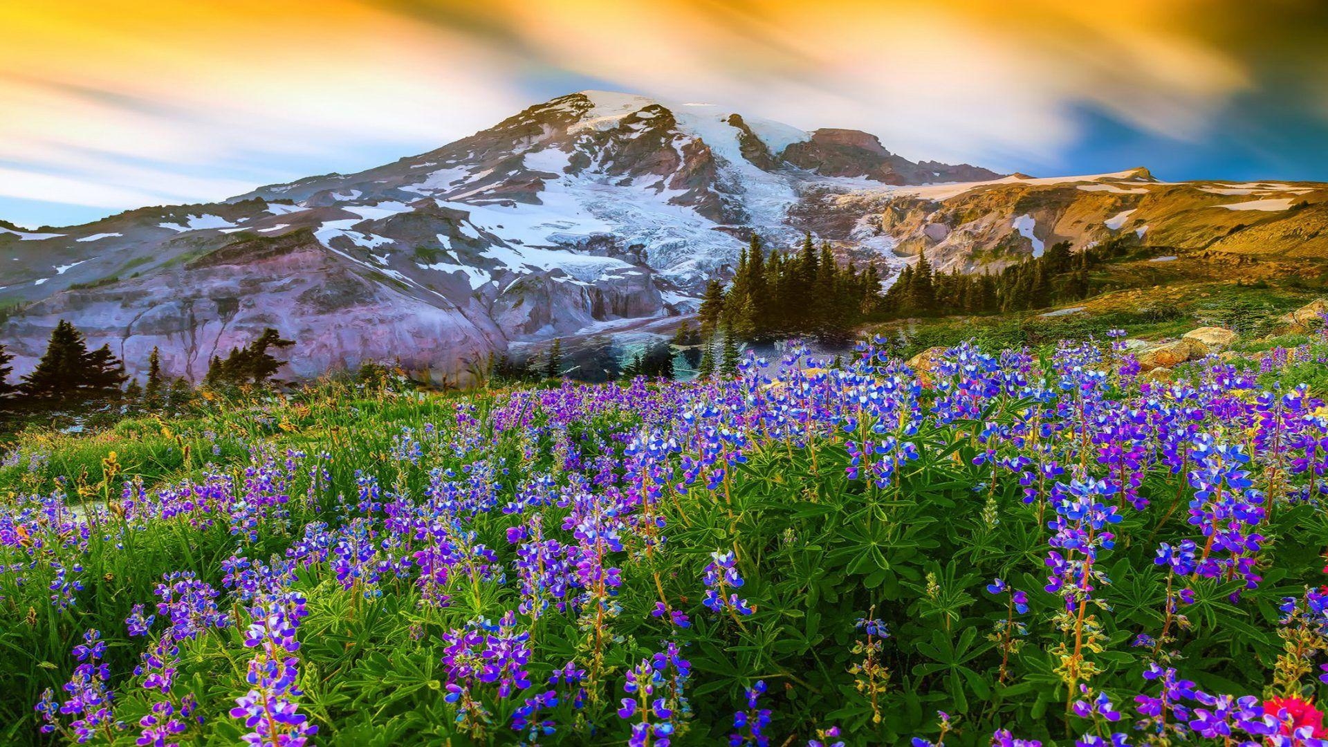 春の美しい景色, 自然, 山の花, 雪山