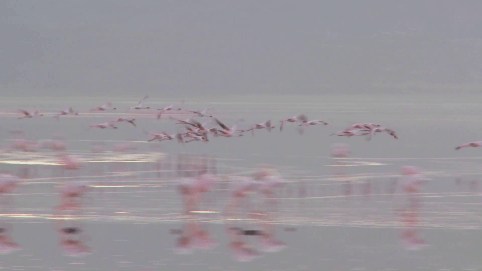 フラミンゴ, 飛行, ナクル湖, ケニア