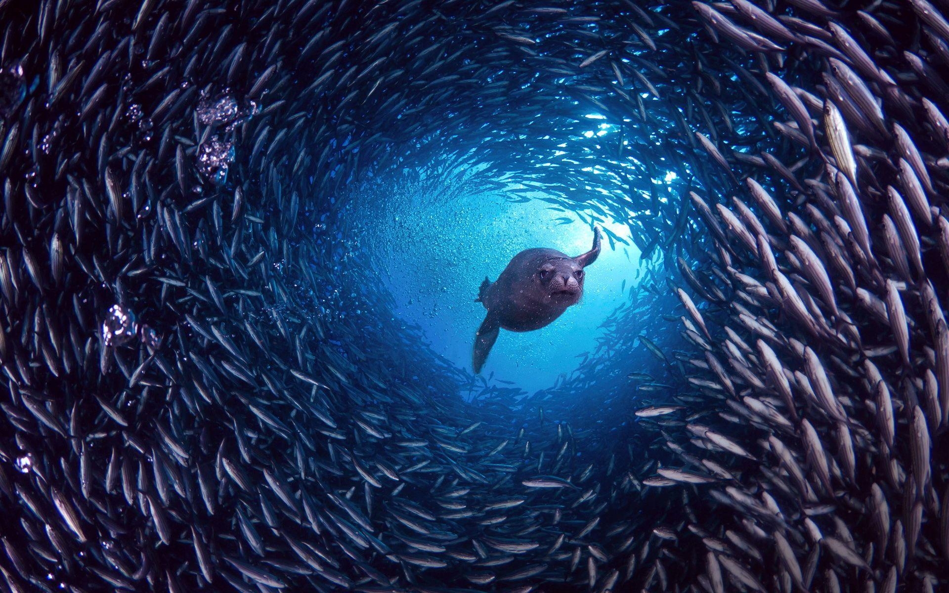 ガラパゴス諸島, サンタクルス, アシカ, 魚