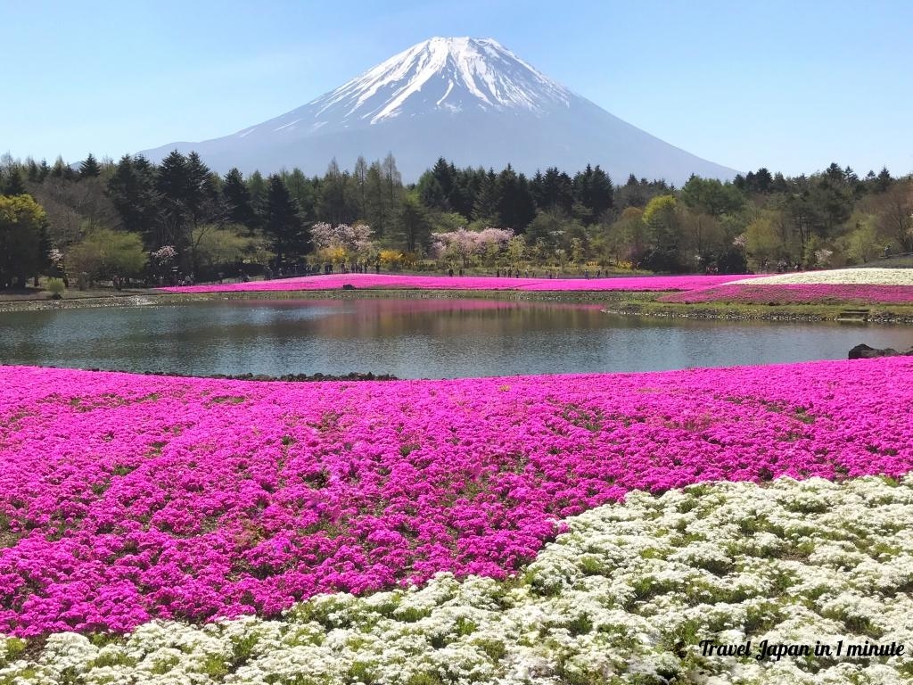 富士芝桜まつり, 2017, 日本の写真スポット, 旅行