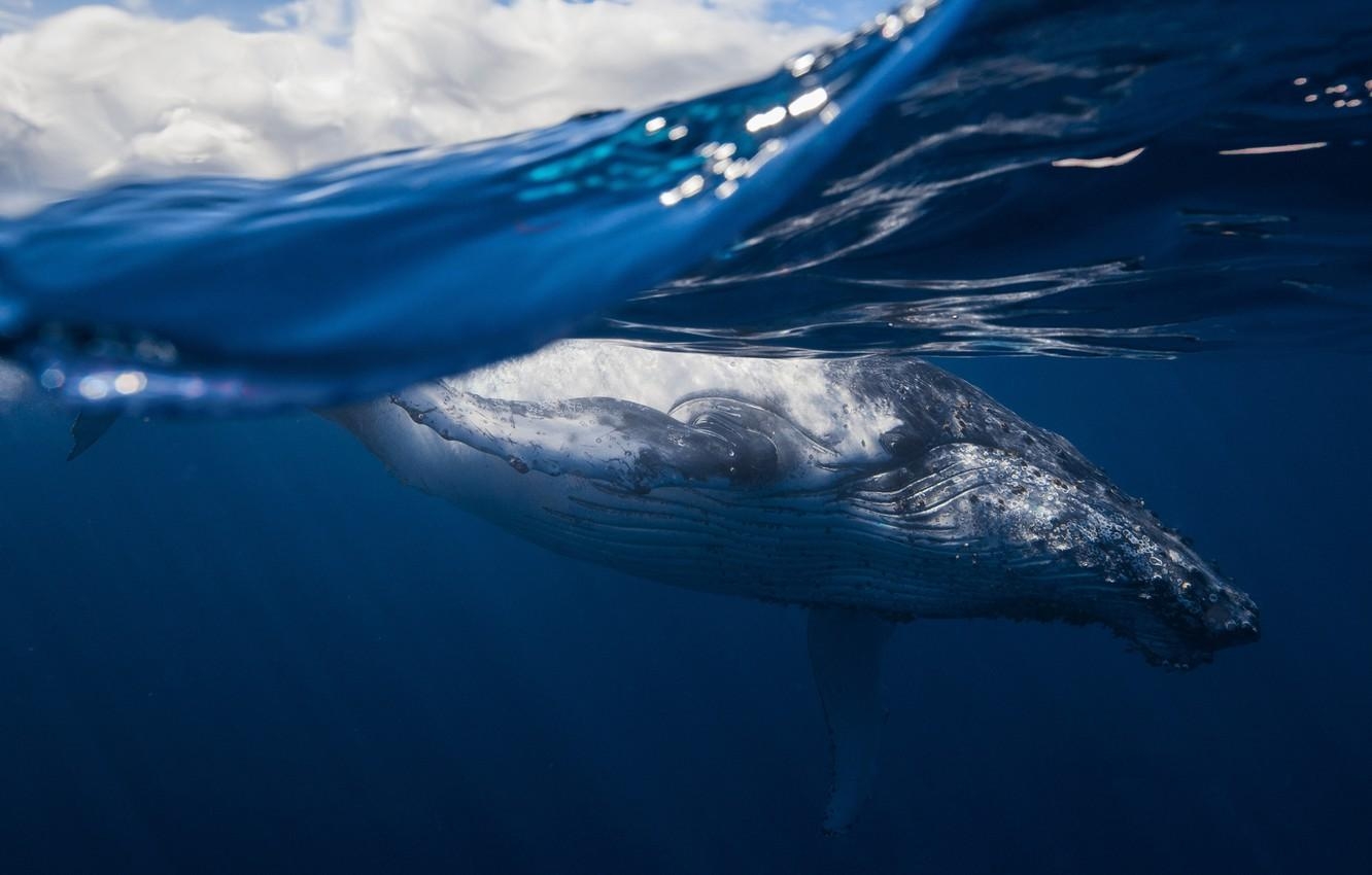 海洋, ザトウクジラ, 海の哺乳類, 背景画像