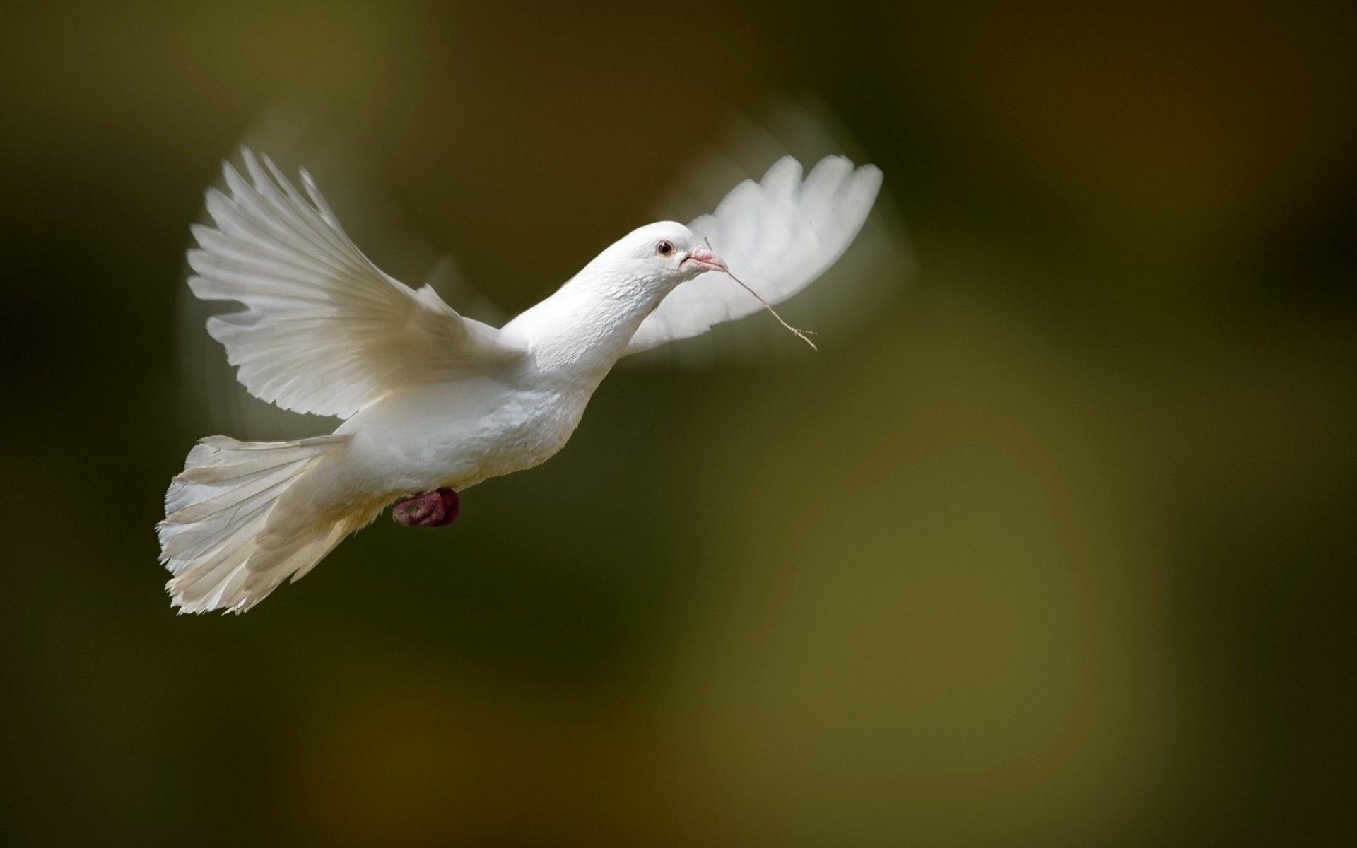 美しいハト, 壁紙グループ, HD壁紙, 鳩画像