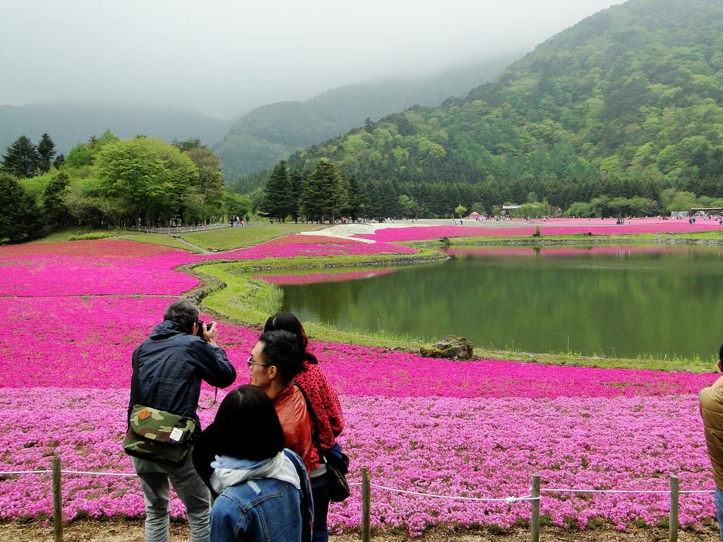 富士芝桜まつり, 芝桜フェスティバル, 観光, 自然美