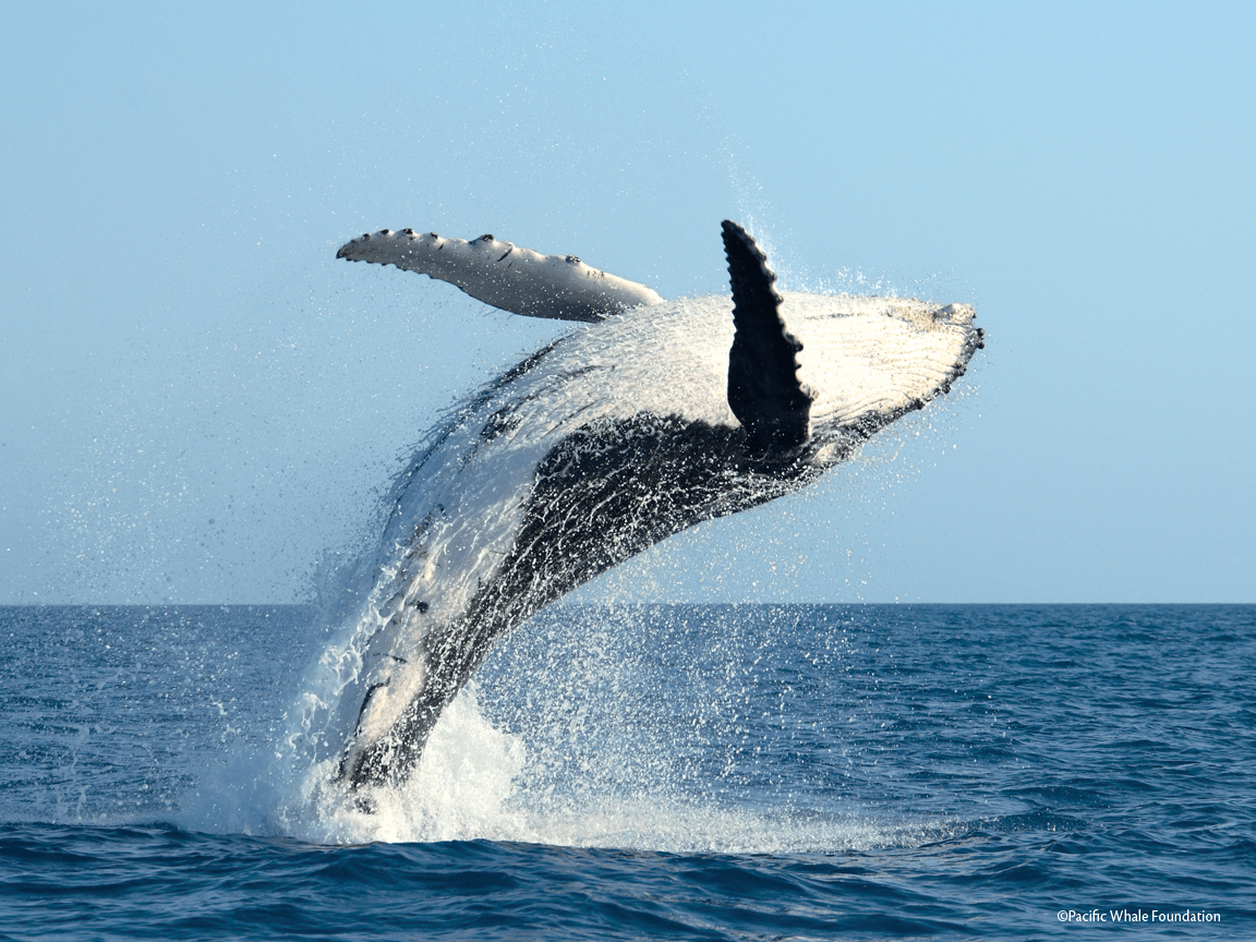 ザトウクジラ, 壁紙, 864, 海洋生物