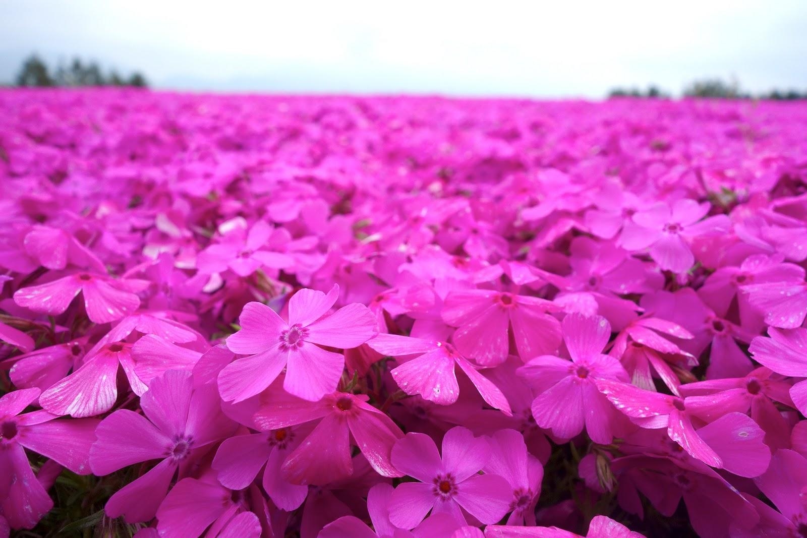 富士芝桜まつり, エヴァコミックス, ブログ, 芝桜フェスティバル