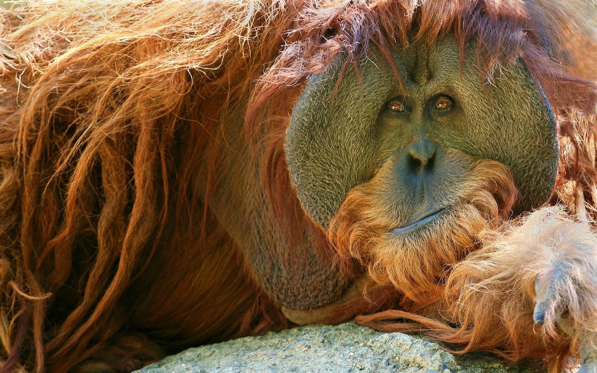 オランウータン, 動物, 野生動物, 哺乳類, 霊長類