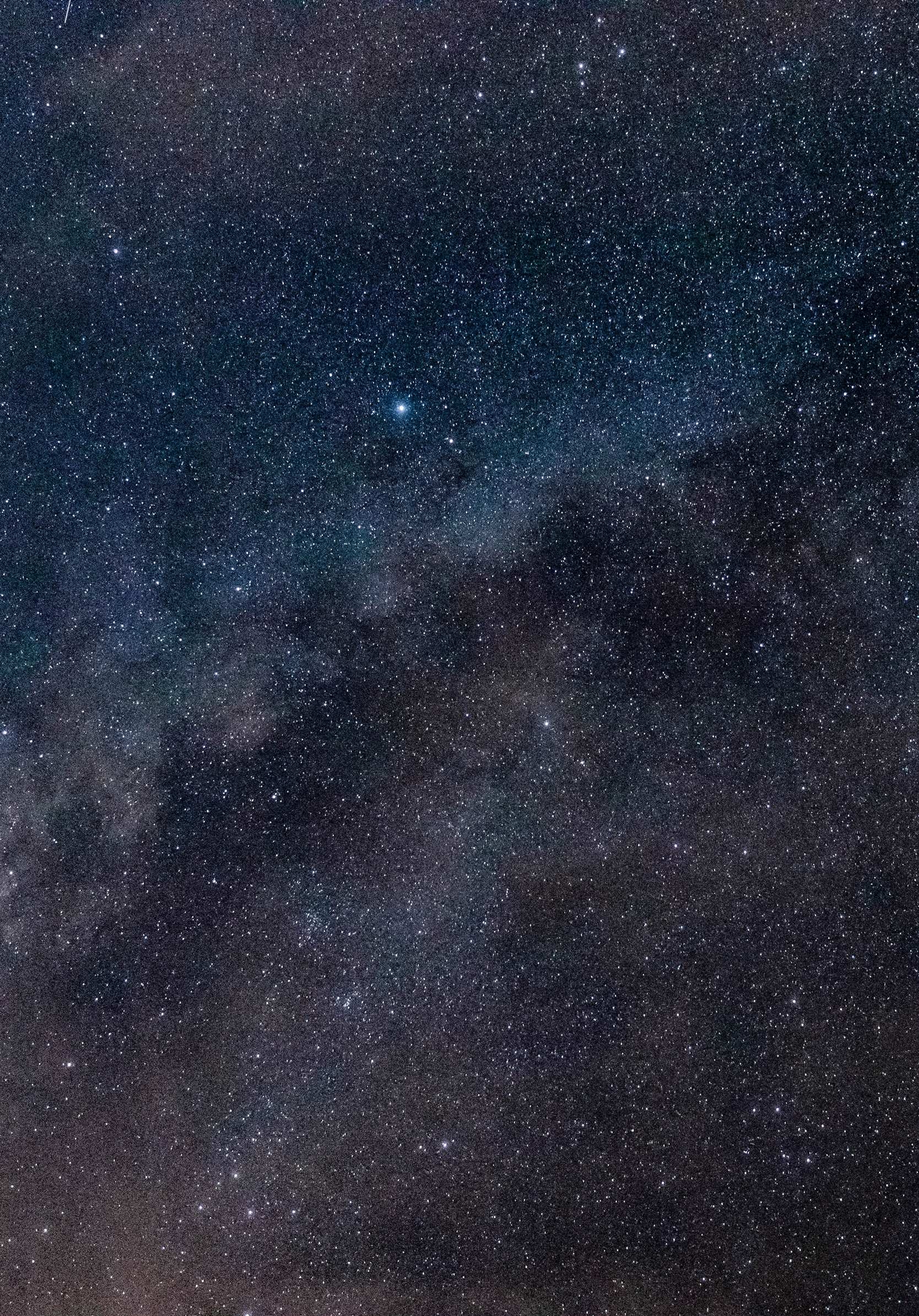 1668x2388, ワイルドライフ, 動物壁紙, 自然